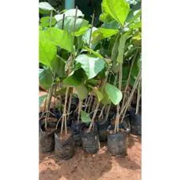 teak plant (8)-4651785-14934.webp